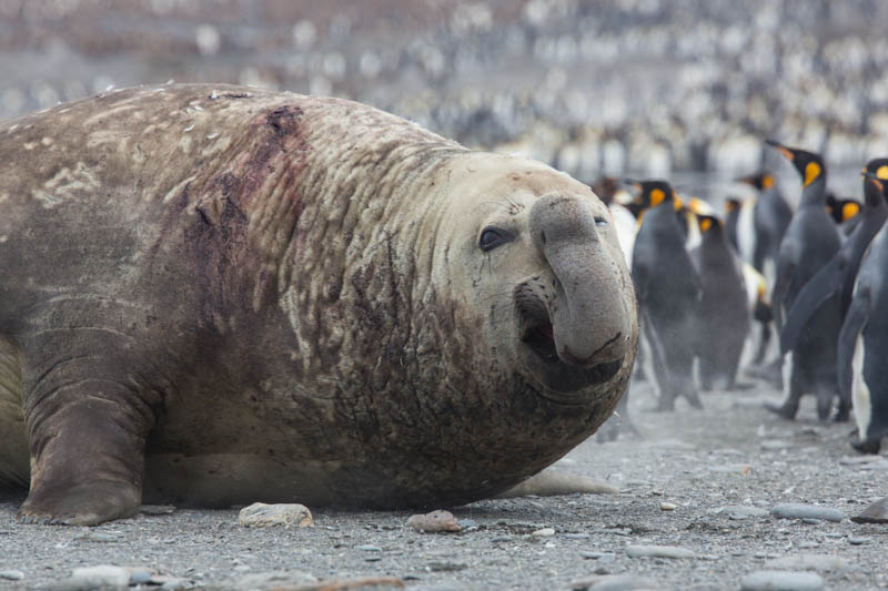 Southern Elephant Seal