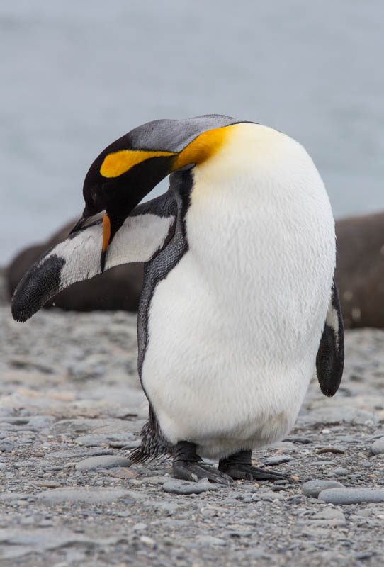 King Penguin Preening