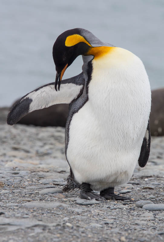 King Penguin Preening