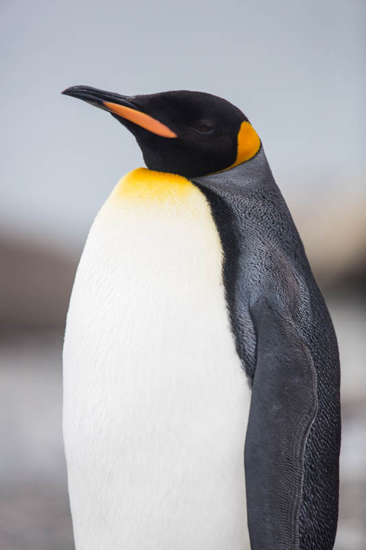 King Penguin