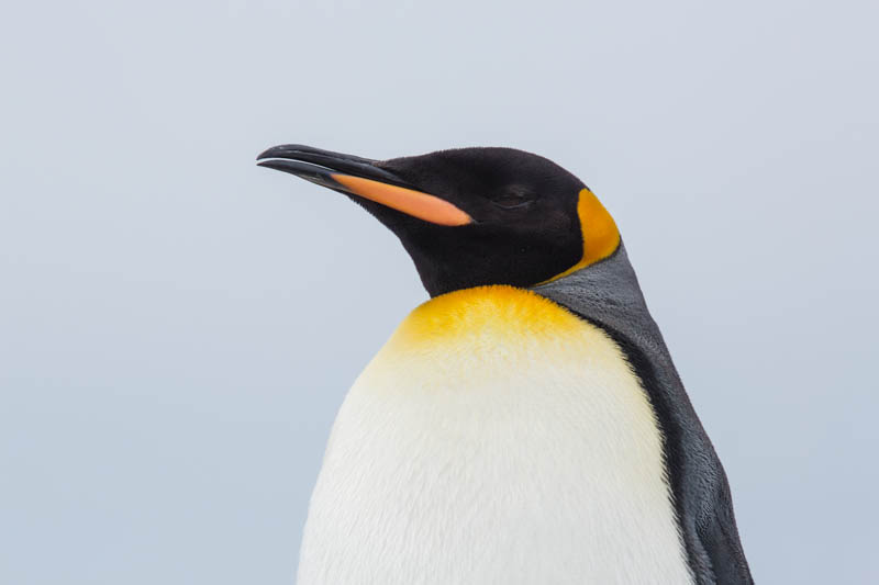 King Penguin