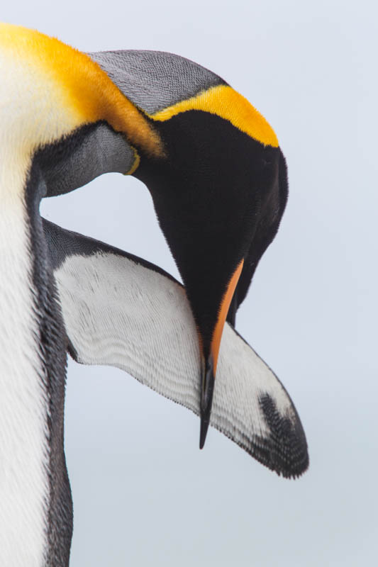 King Penguin Preening