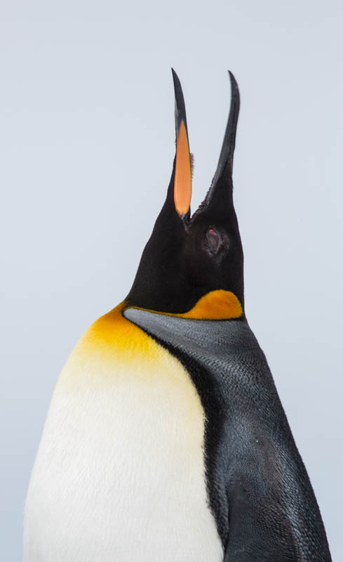 King Penguin