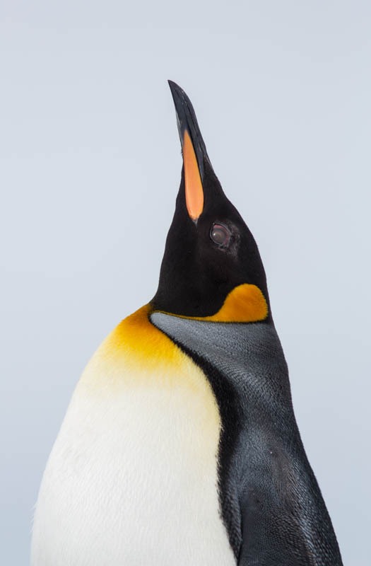 King Penguin