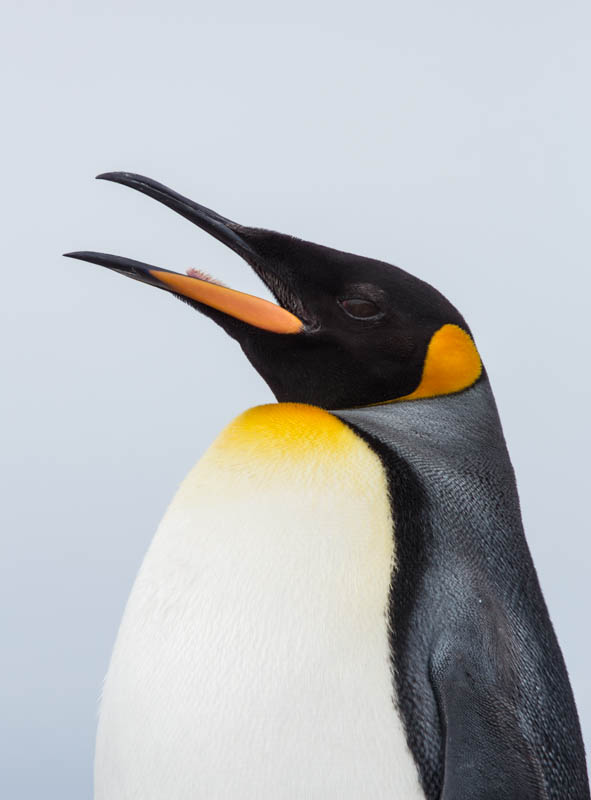 King Penguin