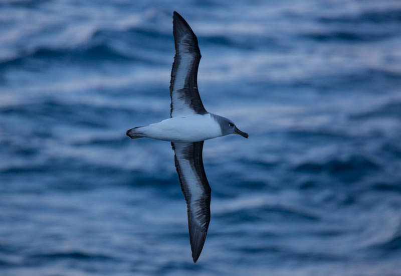 Gray-Headed Albatross In Flight