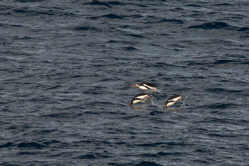 Gentoo Penguins Porpoising