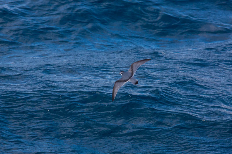 Antarctic Prion In Flight