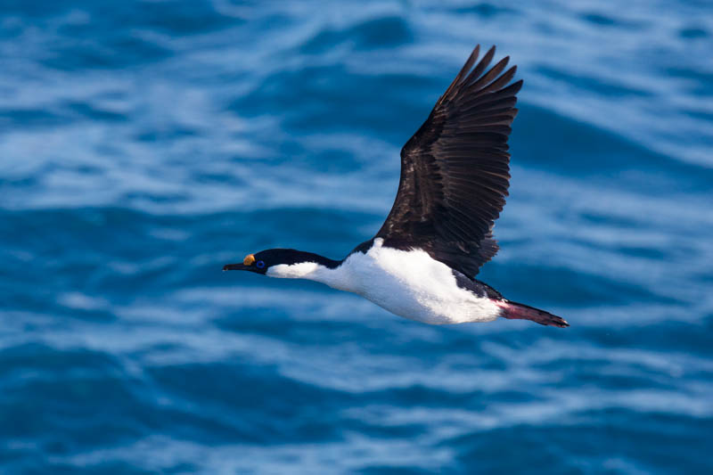 South Georgia Shag In Flight