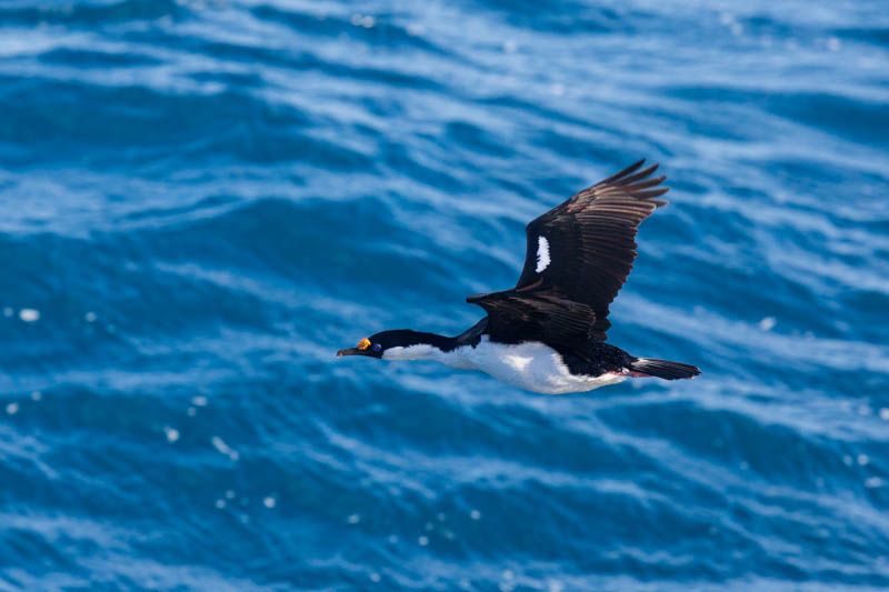 South Georgia Shag In Flight