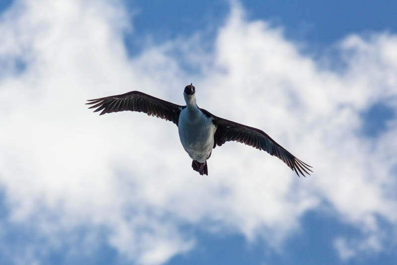 South Georgia Shag In Flight