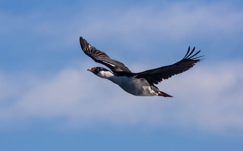 South Georgia Shag In Flight