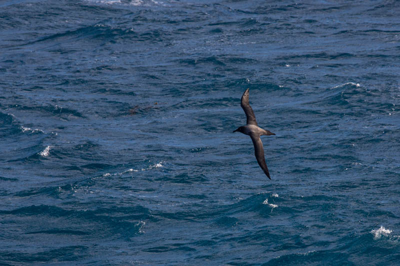 Light-Mantled Sooty Albatross In Flight