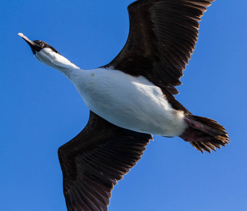 South Georgia Shag In Flight