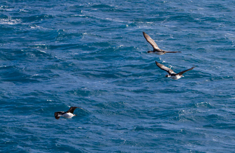 South Georgia Shags In Flight