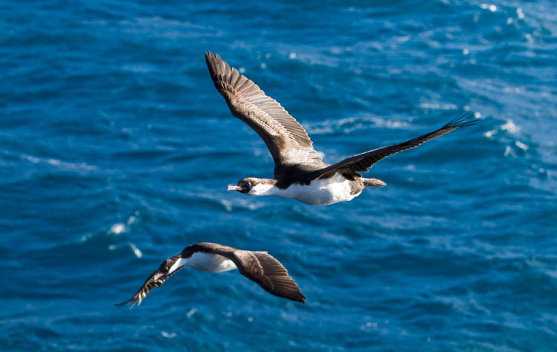 South Georgia Shags In Flight