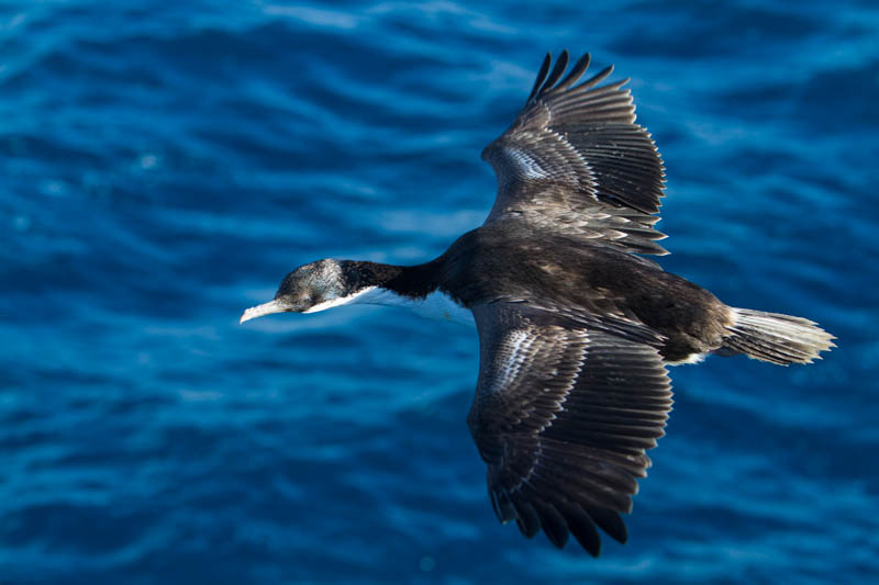 South Georgia Shag In Flight