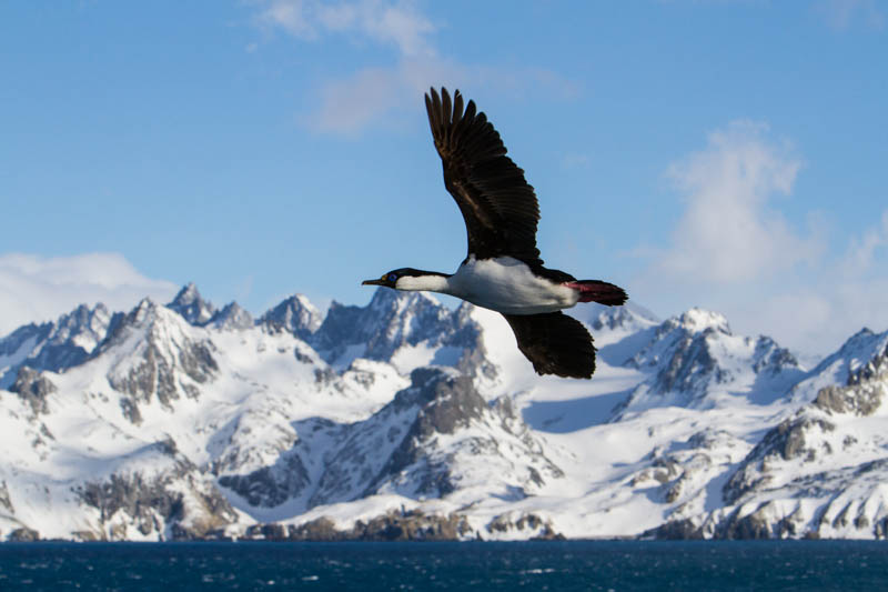 South Georgia Shag In Flight