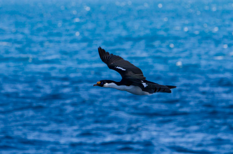 South Georgia Shag In Flight