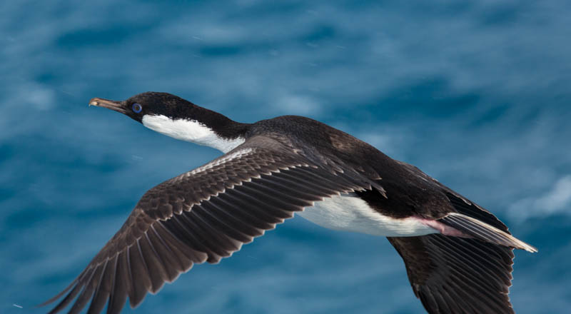 South Georgia Shag In Flight