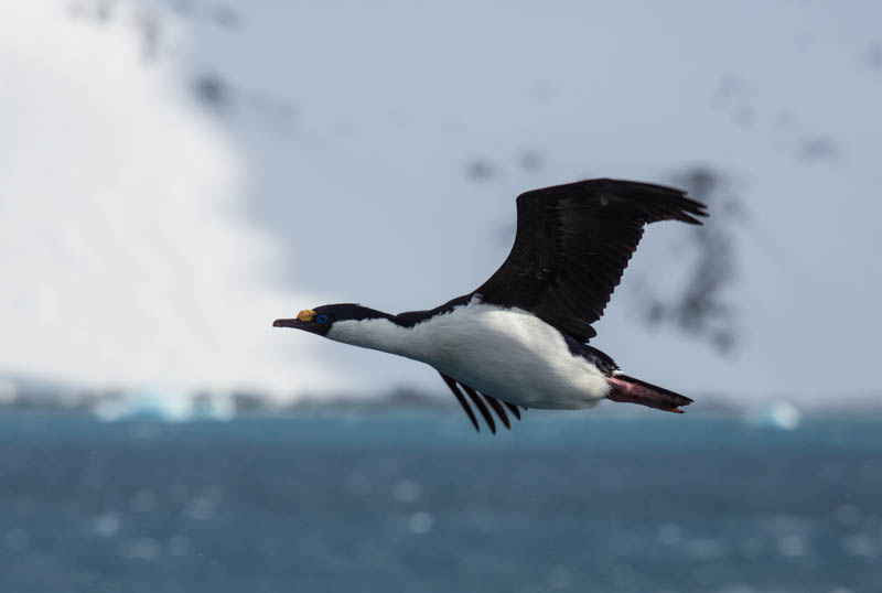 South Georgia Shag In Flight