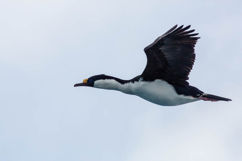 South Georgia Shag In Flight