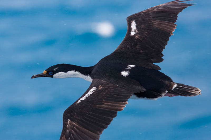 South Georgia Shag In Flight