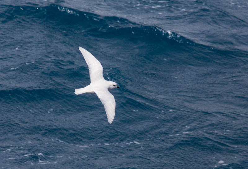 Snow Petrel In Flight