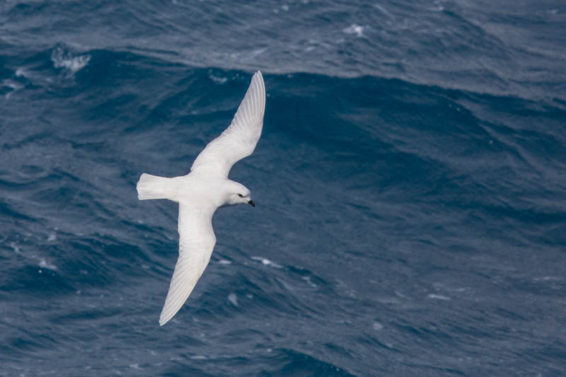 Snow Petrel In Flight