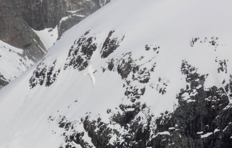 Snow Petrel In Flight