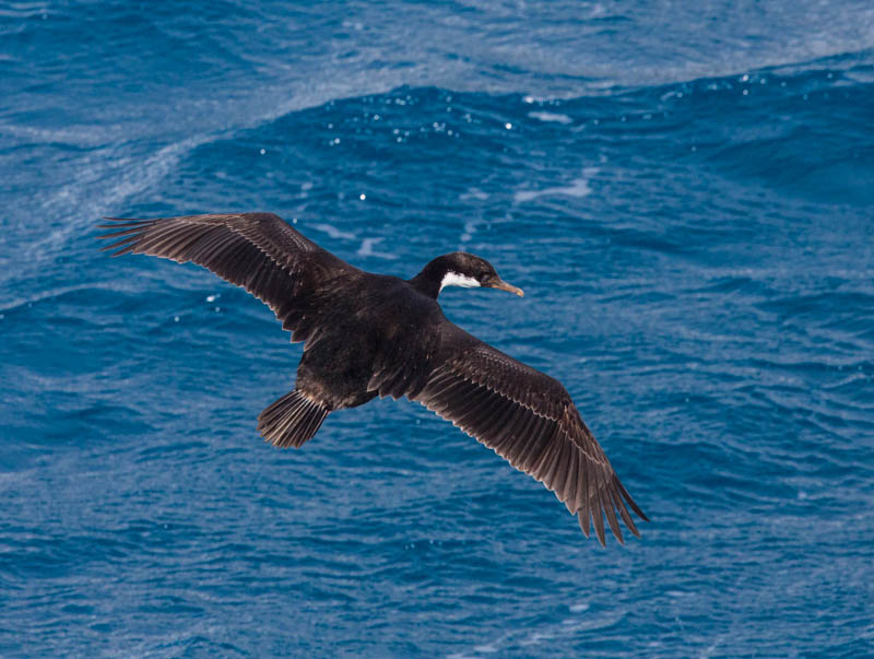 South Georgia Shag In Flight