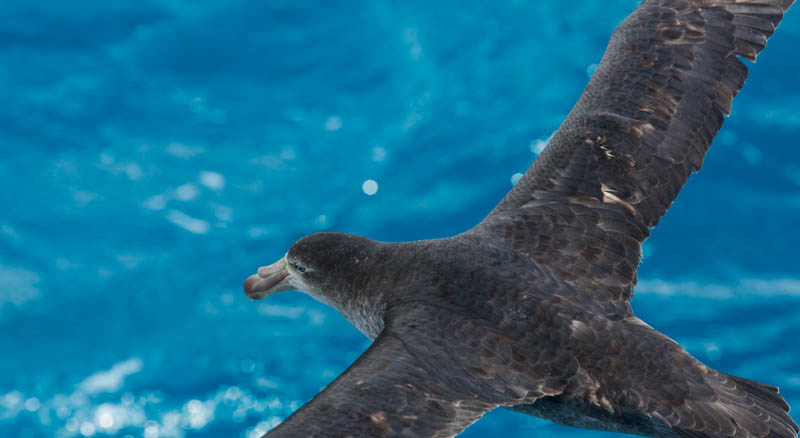 Northern Giant Petrel In Flight