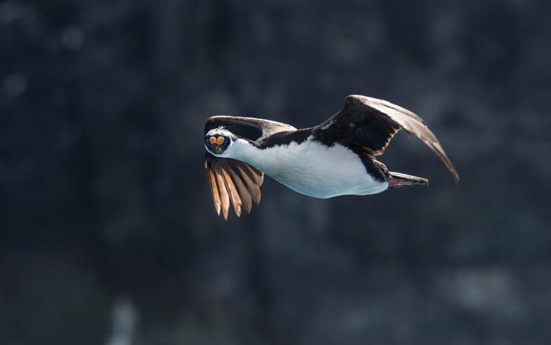 South Georgia Shag In Flight