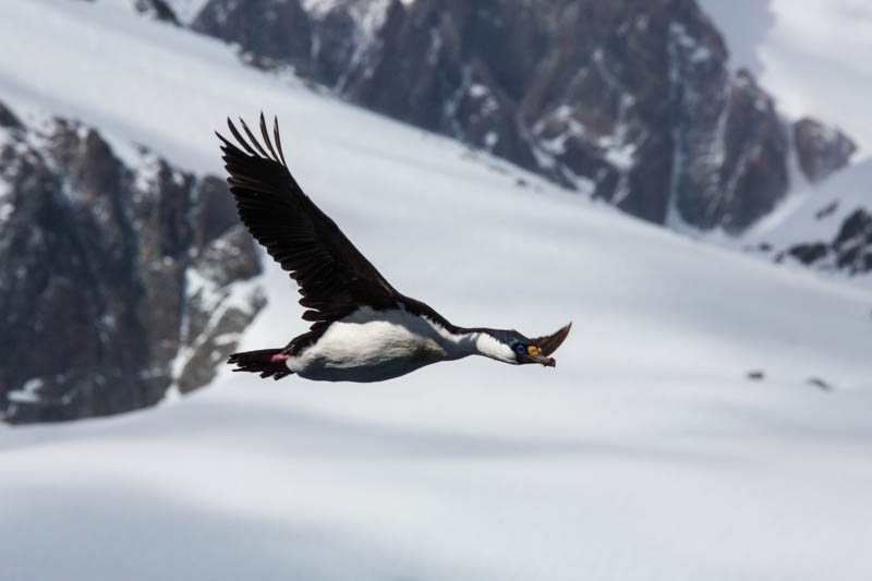 South Georgia Shag In Flight