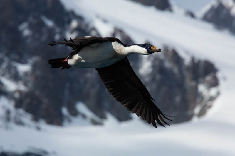 South Georgia Shag In Flight