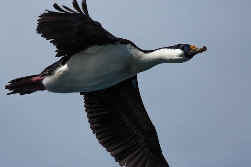 South Georgia Shag In Flight