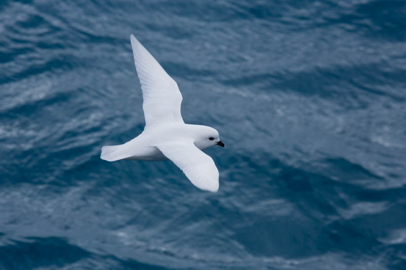 Snow Petrel In Flight