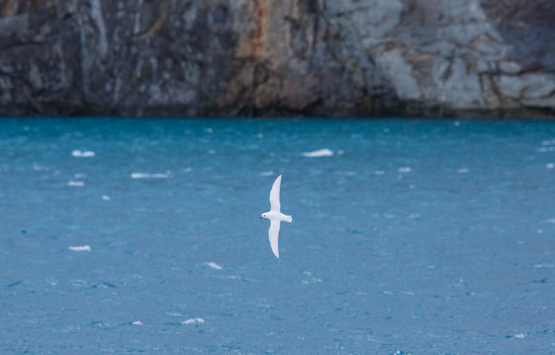 Snow Petrel In Flight