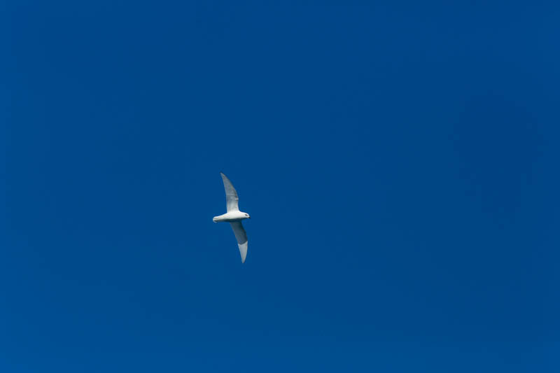 Snow Petrel In Flight