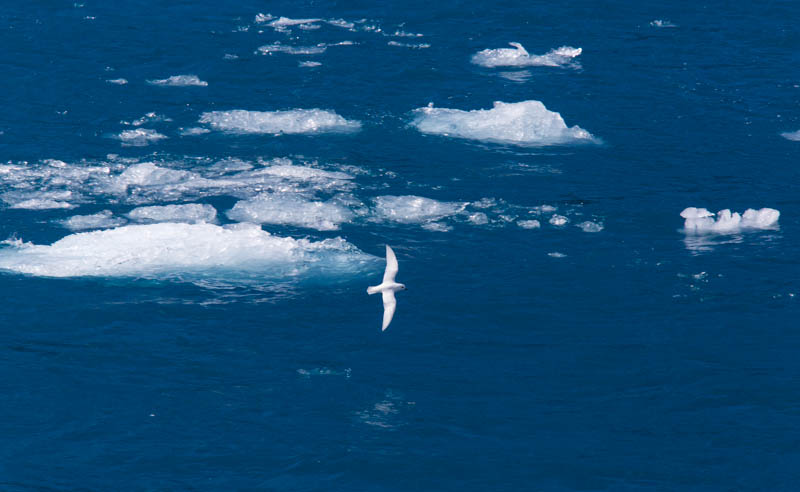 Snow Petrel In Flight