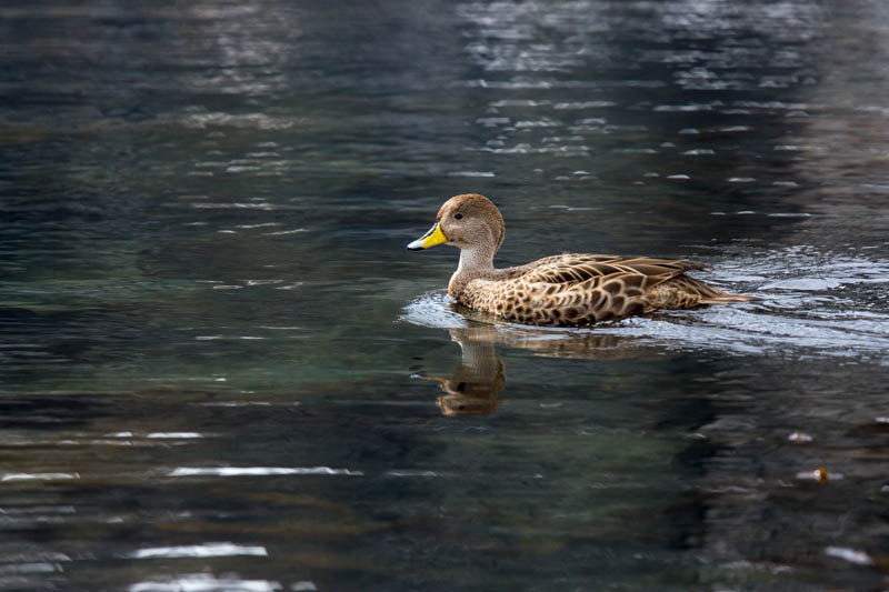 Yellow-Billed Pintail