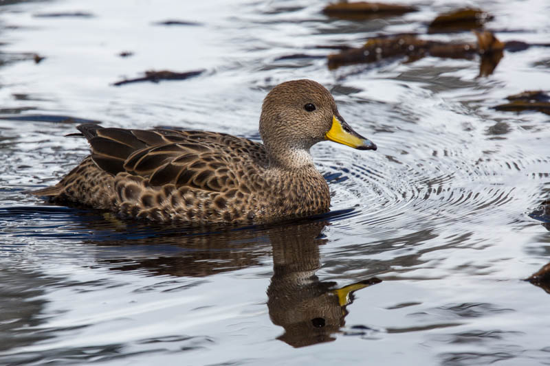 Yellow-Billed Pintail