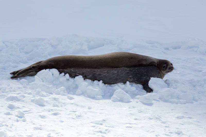 Weddell Seal