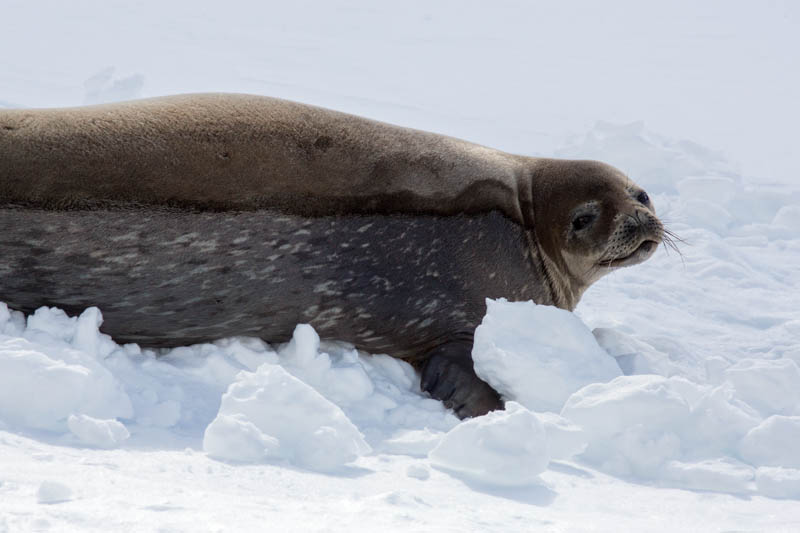 Weddell Seal