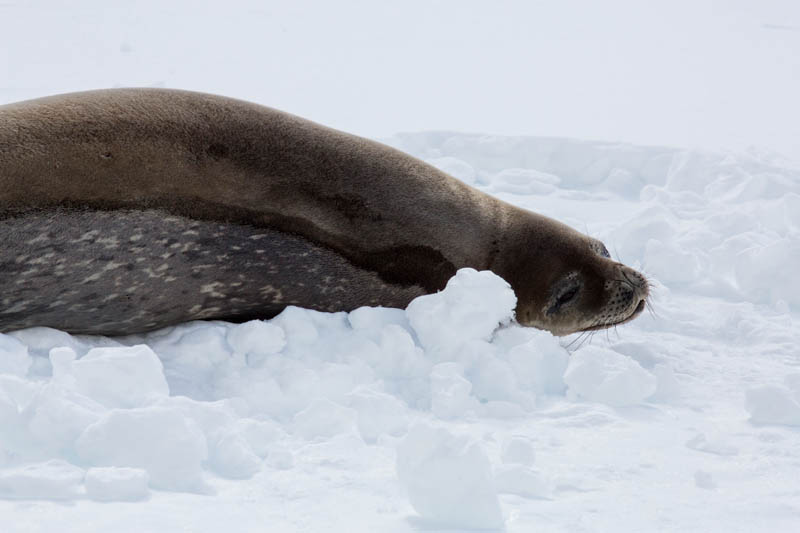 Weddell Seal