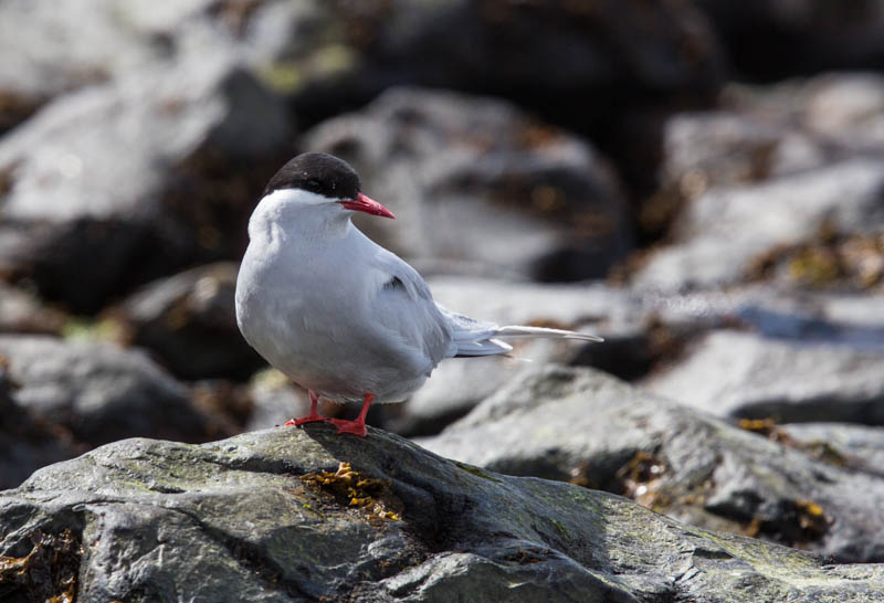 Antarctic Tern