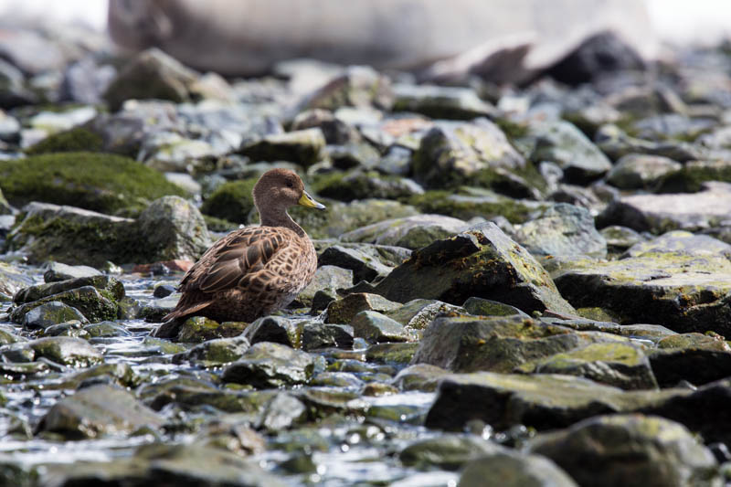 Yellow-Billed Pintail