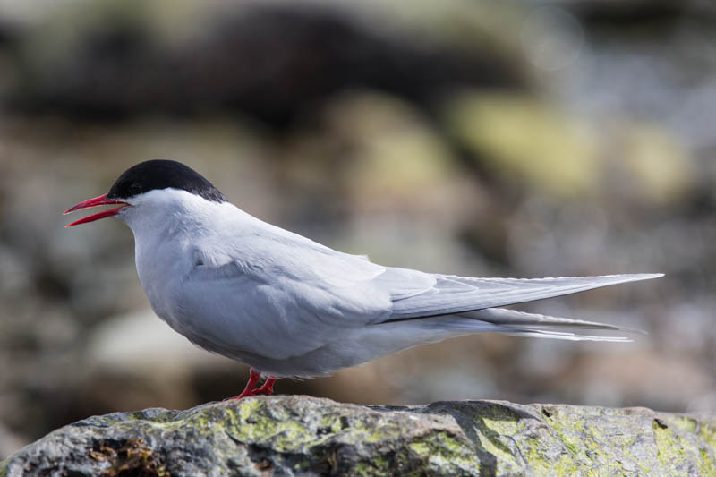 Antarctic Tern