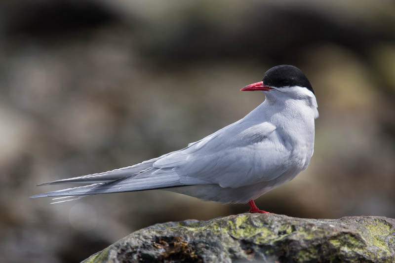 Antarctic Tern