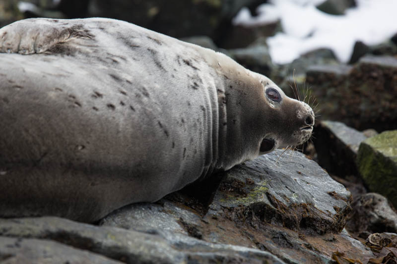 Weddell Seal